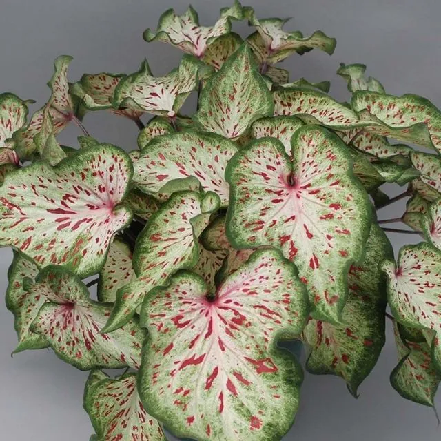 thumbnail for publication: New Caladium Cultivars ‘Dots Delight’ and ‘Wonderland’